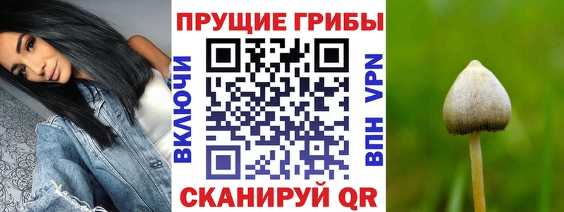 что такое   Новохопёрск  Псилоцибиновые грибы GOLDEN TEACHER 